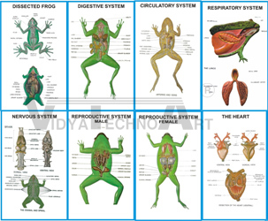 ZOOLOGY III